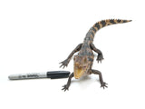 Load image into Gallery viewer, Larger 2022 Captive Hatched Female Cuvier&#39;s Dwarf Caiman (Paleosuchus Palpebrosus)