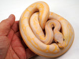 Load image into Gallery viewer, SALE! 23&#39; Male Lavender Albino Confusion Ball Python Poss Leopard Poss Het Piebald