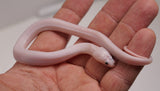Load image into Gallery viewer, SALE! Female CBB Leucistic Puff Faced Water Snake