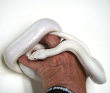 Load image into Gallery viewer, 2020 Female Leucistic Colombian Rainbow Boa - Sub Adult