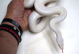 Load image into Gallery viewer, 2020 Female Leucistic Colombian Rainbow Boa - Sub Adult