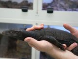 Load image into Gallery viewer, Likely Male Black Dragon Asian Water Monitor 