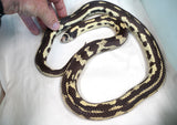 Load image into Gallery viewer, Breeder Female Long Beach California King Snake - Great Producer!