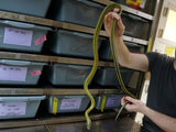 Load image into Gallery viewer, Long Term Captive Male Sumatran Cave Dwelling Rat Snake