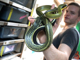 Load image into Gallery viewer, Long Term Captive Male Sumatran Cave Dwelling Rat Snake