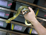Load image into Gallery viewer, Long Term Captive Male Sumatran Cave Dwelling Rat Snake