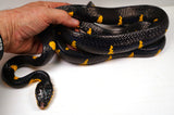 Load image into Gallery viewer, Female Mangrove Snake - Boiga dendro melanota - Established Import