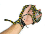 Load image into Gallery viewer, Female Mandarin Rat Snake