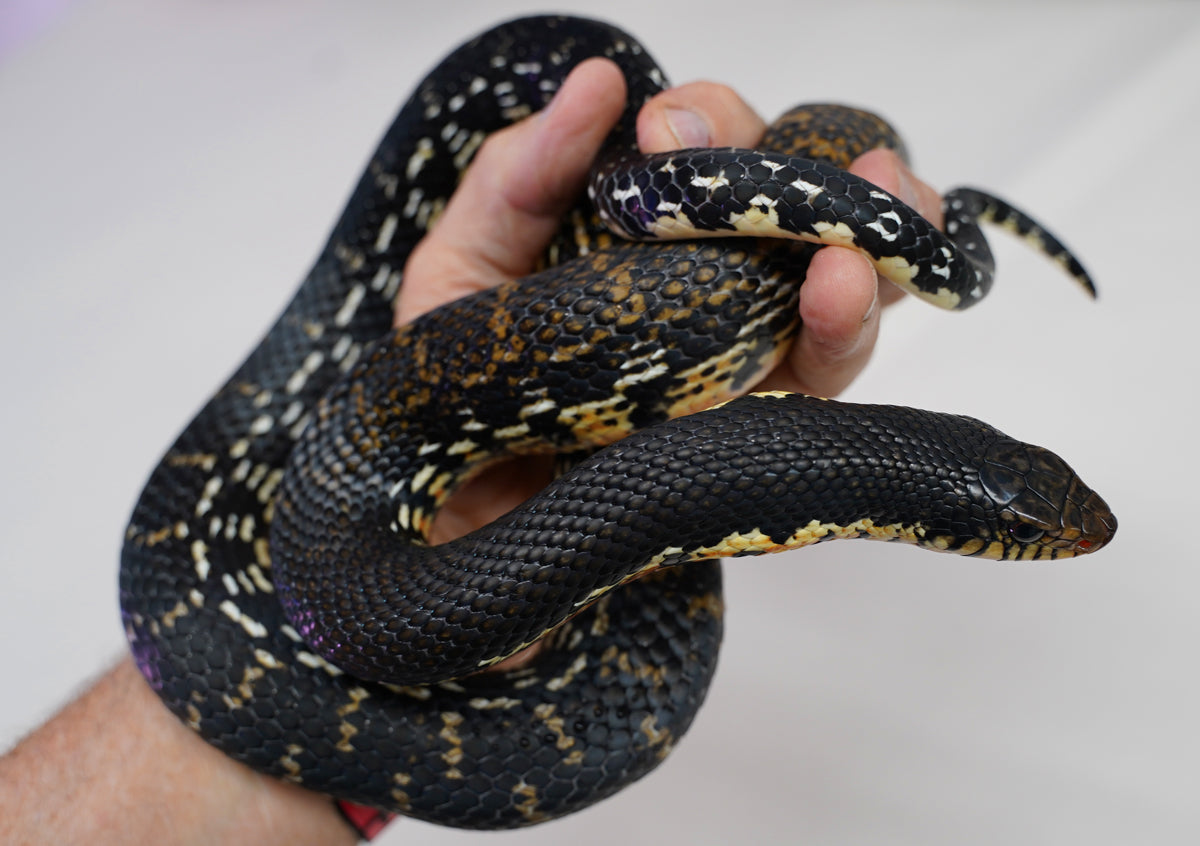 Adult Female Madagascar Hognose Big New England Reptile Nerd