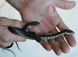 Load image into Gallery viewer, CBB Female Madgascar Giant Hognose Snake