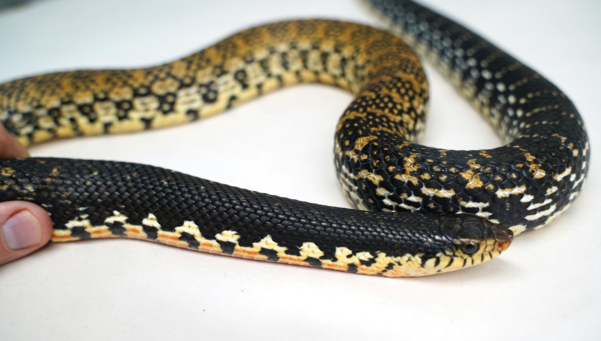 Adult Female Madagascar Hognose Big New England Reptile Nerd