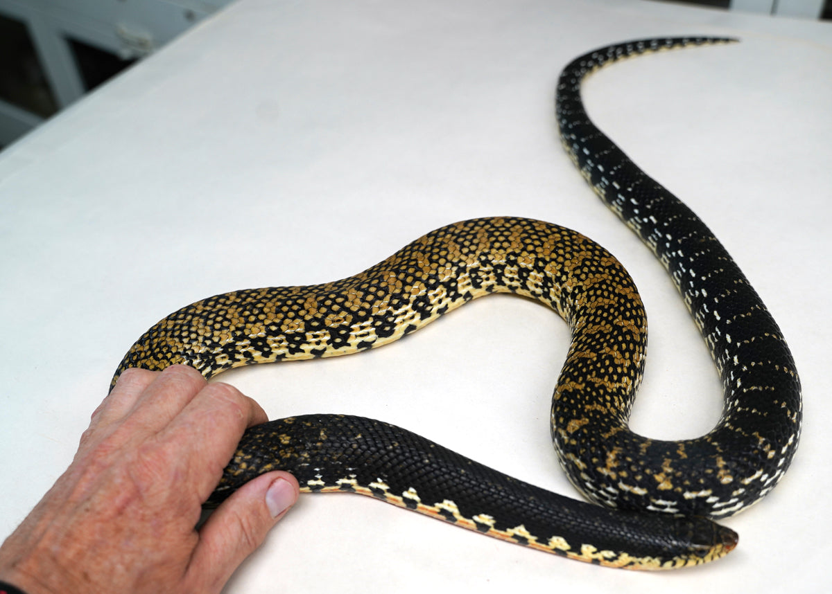 Adult Female Madagascar Hognose Big New England Reptile Nerd