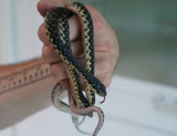 Load image into Gallery viewer, CBB Male Madagascar Hognose