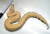 Load image into Gallery viewer, Male MagPie - Super Golden Eye Blood Python Pos Het Tpos