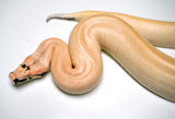 Load image into Gallery viewer, Female Magpie Matrix Het TPositive Albino Blood Python - Gorgeous!