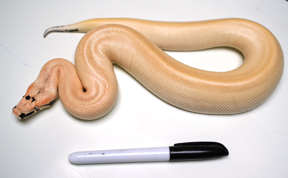 Female Magpie Matrix Het TPositive Albino Blood Python - Gorgeous ...