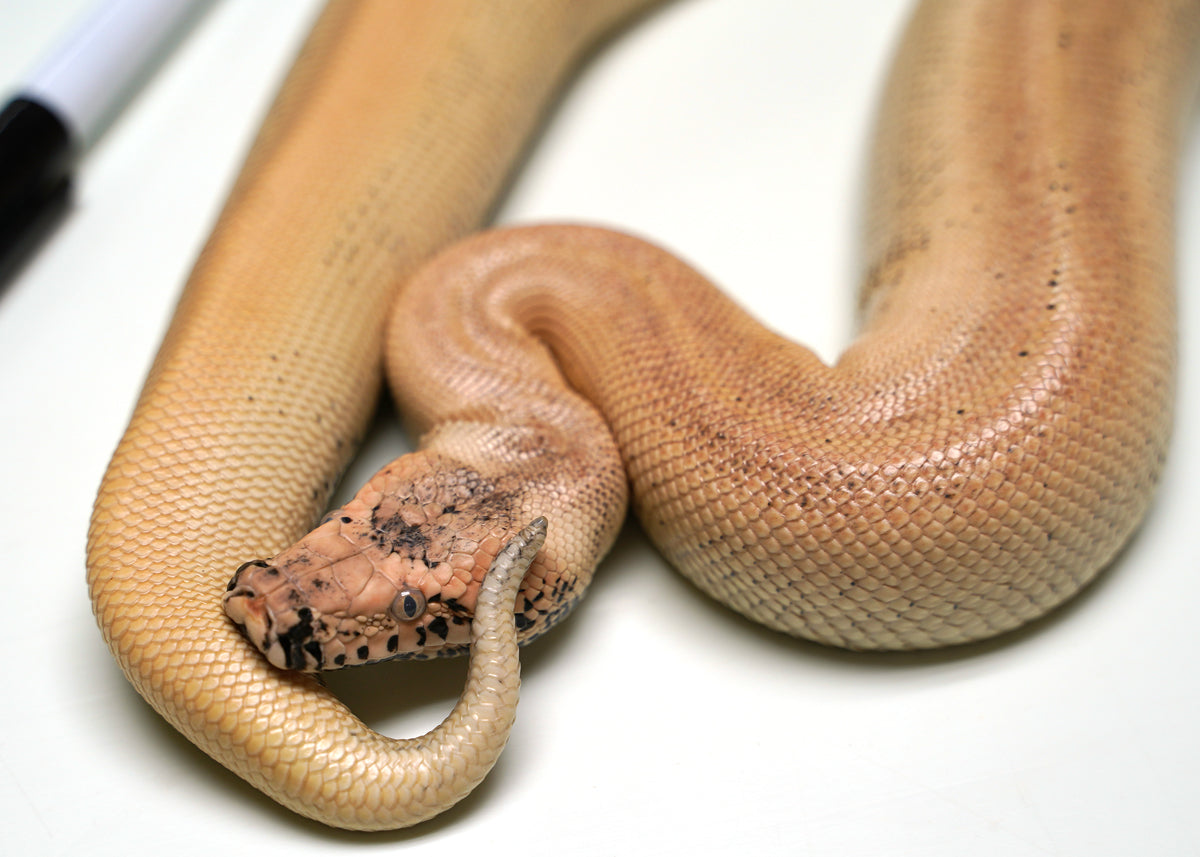 Female Magpie Batik Matrix Het TPos Albino Blood Python - In Shed – New ...