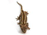 Load image into Gallery viewer, Male Adult Gargoyle Gecko