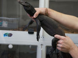 Load image into Gallery viewer, Male Black Dragon Asian Water Monitor 