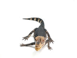 Load image into Gallery viewer, Male CBB Male Cuvier&#39;s Dwarf Caiman (Paleosuchus palpebrosus) - 2ft+
