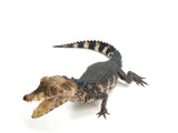 Load image into Gallery viewer, Male CBB Male Cuvier&#39;s Dwarf Caiman (Paleosuchus palpebrosus) - 2ft+