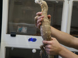 Load image into Gallery viewer, Male Coral Asian Water Monitor - Friendly