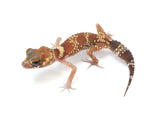 Load image into Gallery viewer, Male Hypo Australian Barking Gecko.