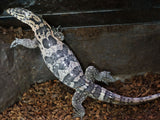 Load image into Gallery viewer, Male Hypo Sumbawa Asian Water Monitor.