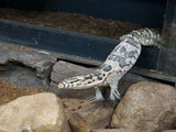 Load image into Gallery viewer, Male Hypo Sumbawa Asian Water Monitor.