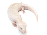 Load image into Gallery viewer, Male Ivory Northern Blue Tongue Skink.