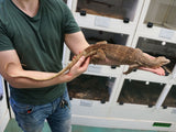 Load image into Gallery viewer, Male T-Pos Albino Possible Coral Asian Water Monitor 