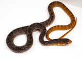 Load image into Gallery viewer, 24&#39; CH Male Yellow Tailed Cribo Snake