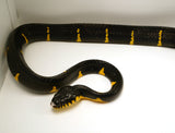 Load image into Gallery viewer, Female Mangrove Snake - Boiga d. melanota - WC Established Young Adult