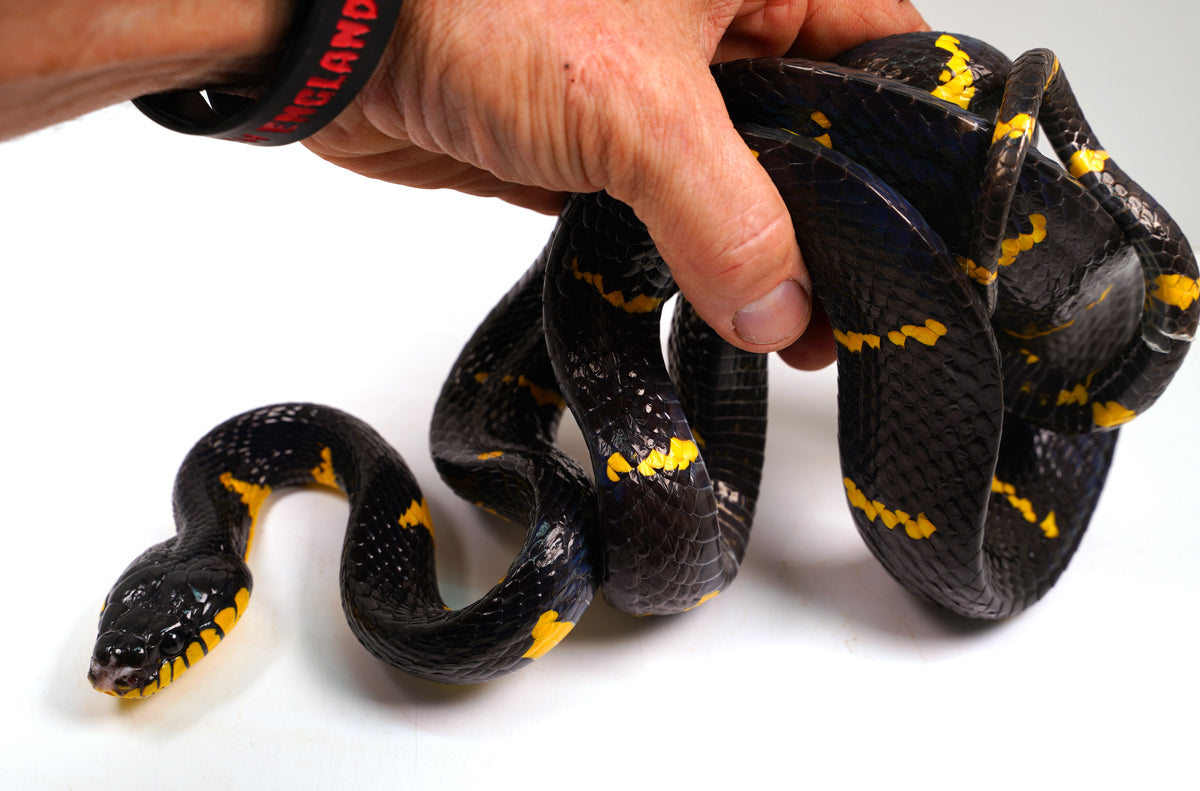 Adult Female Mangrove Snake - Boiga Melanota Est. Import – New England ...