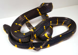Load image into Gallery viewer, Adult Female Mangrove Snake - Boiga Melanota Est. Import