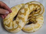 Load image into Gallery viewer, Female Mephisto Madness Ball Python - GORGEOUS!