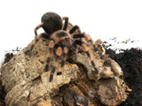 Load image into Gallery viewer, Mexican Red Knee Tarantula (Brachypelma Smithi) 