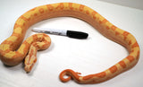 Load image into Gallery viewer, SALE! 222&#39; (Updated) Male Motley S. Sunglow Jungle Lipstick Poss IMG Boa Constrictor - Top Notch!