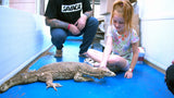Load image into Gallery viewer, Live Reptile Demo - We Bring the Zoo to YOU!