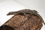 Load image into Gallery viewer, Normal Asian Water Monitor - Representative Photos 