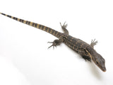 Load image into Gallery viewer, Normal Asian Water Monitor - Representative Photos 
