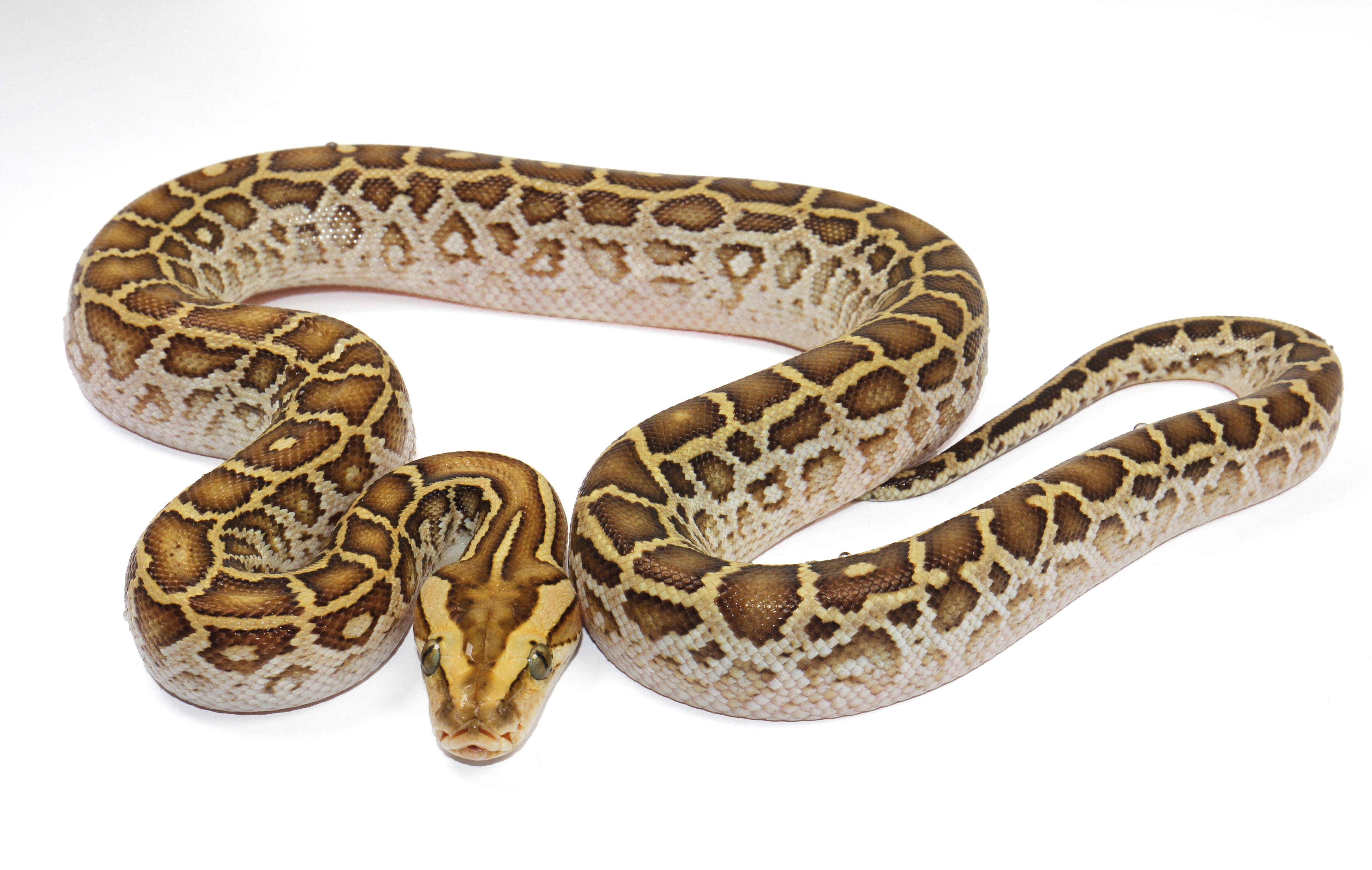 Caramel Albino Burmese Python