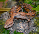 Load image into Gallery viewer, Unsexed Magma x Red Northern Blue Tongue Skinks! (Tiliqua scincoides) - Representative Photos