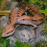 Load image into Gallery viewer, Unsexed Magma x Red Northern Blue Tongue Skinks! (Tiliqua scincoides) - Representative Photos