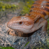 Load image into Gallery viewer, Unsexed Magma x Red Northern Blue Tongue Skinks! (Tiliqua scincoides) - Representative Photos