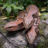 Load image into Gallery viewer, Unsexed Magma x Red Northern Blue Tongue Skinks! (Tiliqua scincoides) - Representative Photos