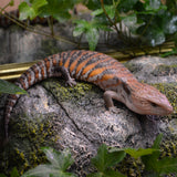 Load image into Gallery viewer, Unsexed Magma x Red Northern Blue Tongue Skinks! (Tiliqua scincoides) - Representative Photos