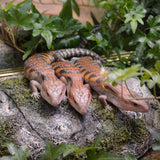 Load image into Gallery viewer, Unsexed Magma x Red Northern Blue Tongue Skinks! (Tiliqua scincoides) - Representative Photos