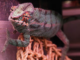 Load image into Gallery viewer, Male Nosy Be Panther Chameleons
