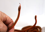 Load image into Gallery viewer, ORANGE RED Flame Garter Snake CBB 2023 - Stunning